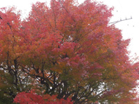 grp1111180347.jpg 200×150 39K grp1111180347.jpg 200×150 39K