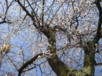 grp0413185543.jpg 200×150 53K grp0413185543.jpg 200×150 53K