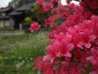 tutuji.jpg 200×150 35K tutuji.jpg 200×150 35K